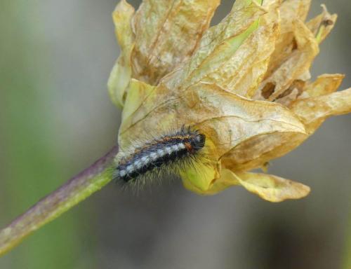 Réf. 333 454 : Acronicta euphorbiae